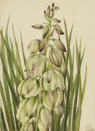 Yucca (Yucca baileyi) av Mary Vaux Walcott