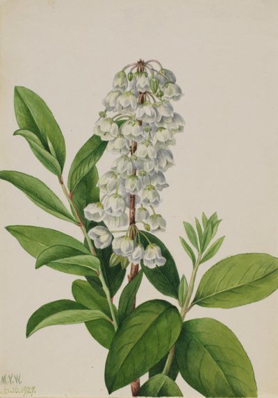 Zenobia (Zenobia cassinifolia) av Mary Vaux Walcott