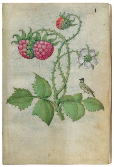 Bok om blomsterstudier, ca. 1510-1515. av Master of Claude de France