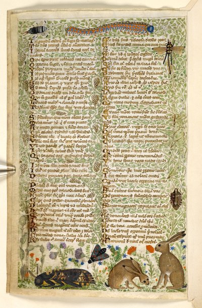 Lägg till. 28841, f.6v: Kaniner och insekter, inklusive en larv, trollslända och en nattfjäril, från en avhandling om dygder och laster, och en anonym prosahistoria av Sicilien (fragment), c.1330-40 (vellum) av Master of the Cocharelli Codex