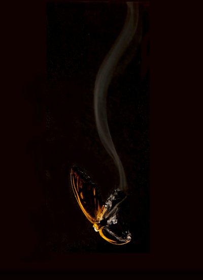 Burning Butterfly 15, 2013 (Lambda print) av Mat Collishaw