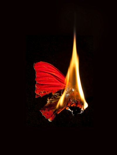 Burning Butterfly 18, 2013 (Lambda print) av Mat Collishaw
