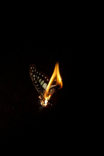 Burning Butterfly 1, 2013 (Lambda print) av Mat Collishaw