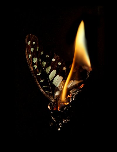 Burning Butterfly 24, 2013 (Lambda print) av Mat Collishaw