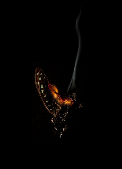 Burning Butterfly 5, 2013 (Lambda print) av Mat Collishaw