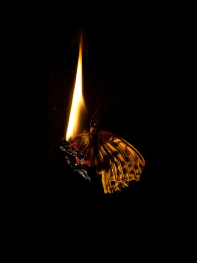 Burning Butterfly 6, 2013 (Lambda print) av Mat Collishaw