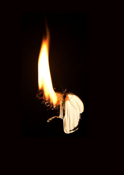Burning Butterfly 7, 2013 (Lambda print) av Mat Collishaw