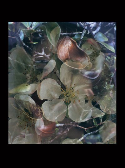 Flesheaters 5 av Mat Collishaw