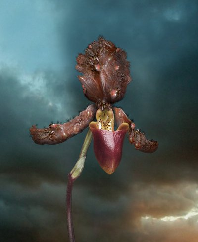Infektiösa blommor, Orchid 2, 2005 (C-typ tryck) av Mat Collishaw