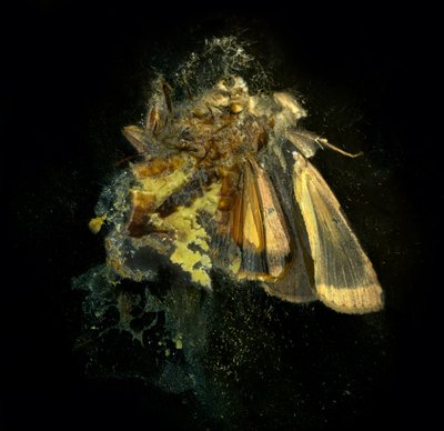 Insecticide 12, 2006 (fotografi av C-typ) av Mat Collishaw