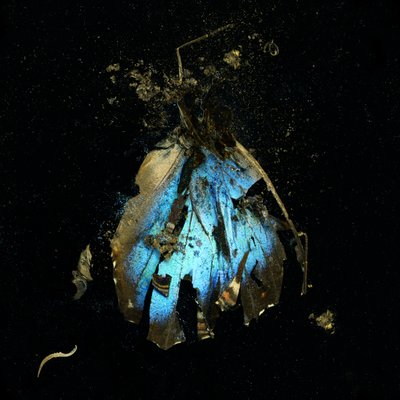 Insekticid 16, 2009 (fotografi av C-typ) av Mat Collishaw