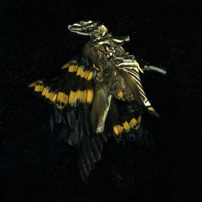 Insekticid 17, 2009 (fotografi av C-typ) av Mat Collishaw