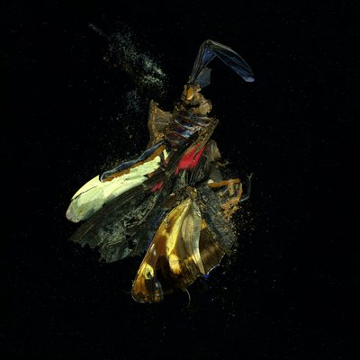Insekticid 18, 2009 (fotografi av C-typ) av Mat Collishaw