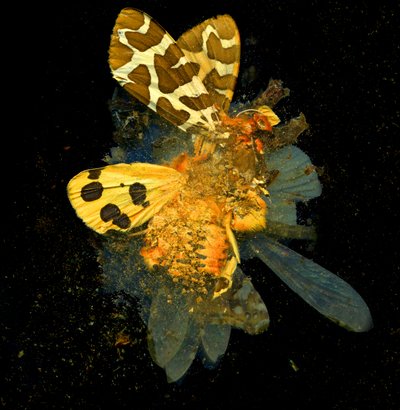 Insekticid 24, 2008 (fotografi av C-typ) av Mat Collishaw