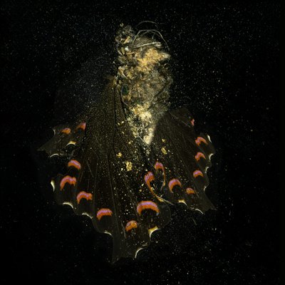 Insekticid 28, 2011 (fotografi av C-typ) av Mat Collishaw