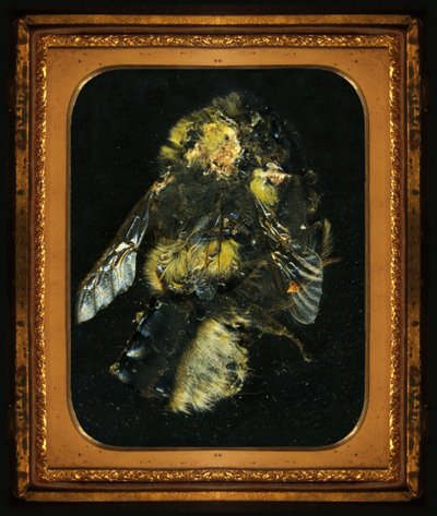 Insekticid 2, 2006 (fotografi av C-typ) av Mat Collishaw
