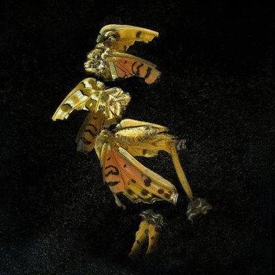 Insekticid 35, 2011 (fotografi av C-typ) av Mat Collishaw