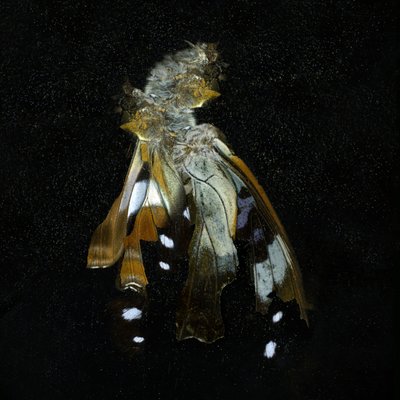 Insekticid 38, 2011 (fotografi av C-typ) av Mat Collishaw