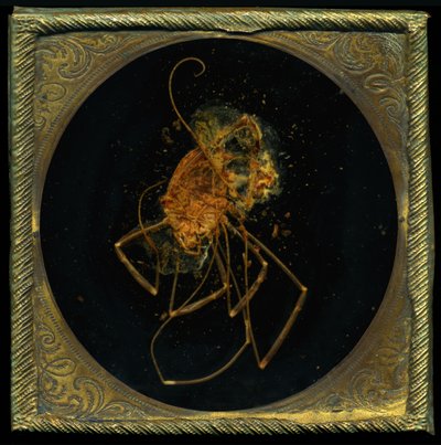 Insecticide 5, 2006 (fotografi av C-typ) av Mat Collishaw