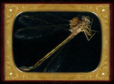 Insekticid 7, 2006 (fotografi av C-typ) av Mat Collishaw