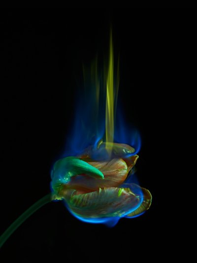 Den förgiftade sidan, 2013 (C-typ fotografi) av Mat Collishaw