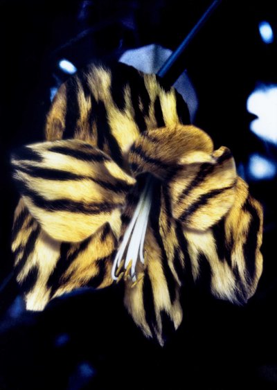 Tigerhudslilja av Mat Collishaw