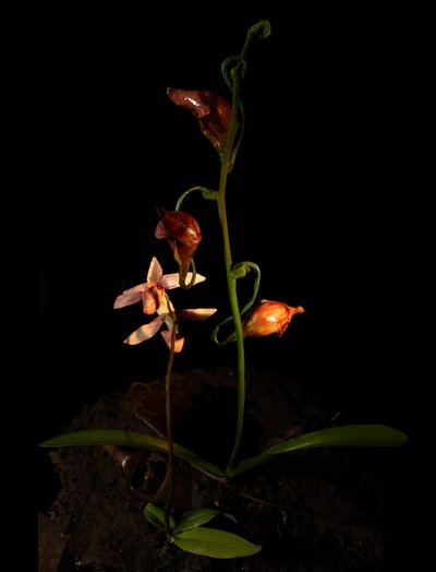 Venal Muse, Lafage, 2012 (harts, emaljfärg, trä, glas, stål) av Mat Collishaw