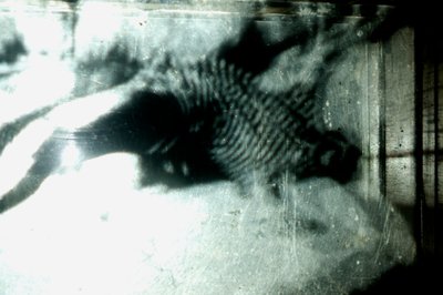 Wormery, 2009 (Trä, glas, stål, projektor och spelare) av Mat Collishaw
