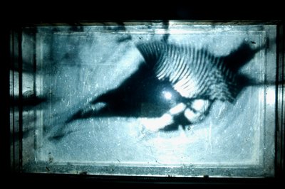 Wormery, 2009 (Trä, glas, stål, projektor och spelare) av Mat Collishaw