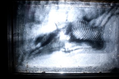Wormery, 2009 (Trä, glas, stål, projektor och spelare) av Mat Collishaw