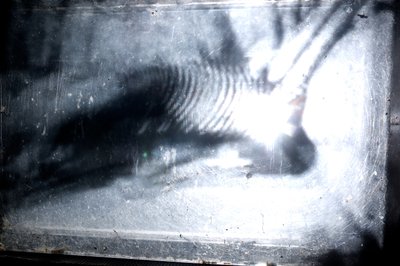 Wormery, 2009 (Trä, glas, stål, projektor och spelare) av Mat Collishaw