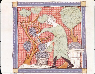 Fol.59r September: Skörden av Matfre Ermengaut