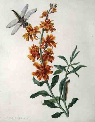 Erysimum Cheiri med trollslända och larv (akvarell och gouache över penna på veläng) av Matilda Conyers