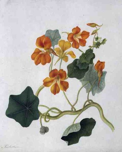 Tropaeolum (akvarell och gouache över penna på veläng) av Matilda Conyers