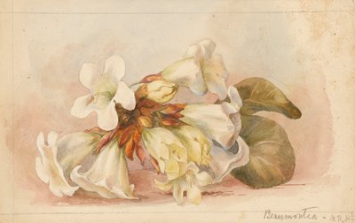 "Beaumontia", ca 1880 (akvarell) av Matilda Rose Herschel