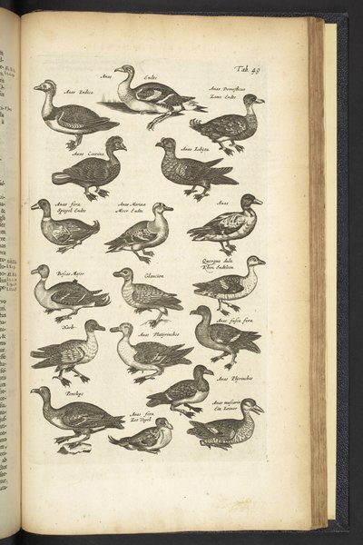 Tab 49, Ankor, Illustration från "Fyrfotingarnas naturhistoria" av Mattaus the Younger Merian