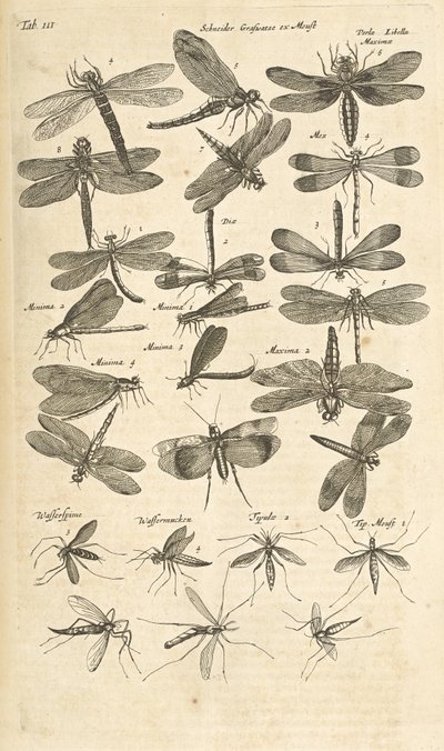Tab III, trollsländor, Illustration från från "Fyrfotingars naturhistoria" av Mattaus the Younger Merian