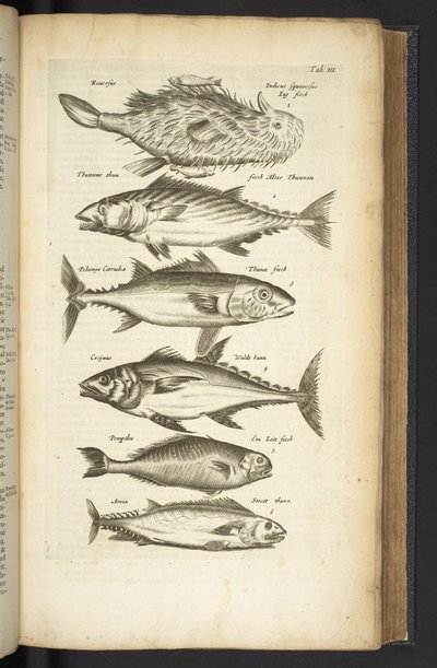 Tab III, Tonfisk, Illustration från 