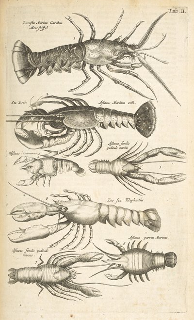 Tab II, Hummer, Illustration från "Fyrfotingarnas naturhistoria" av Mattaus the Younger Merian