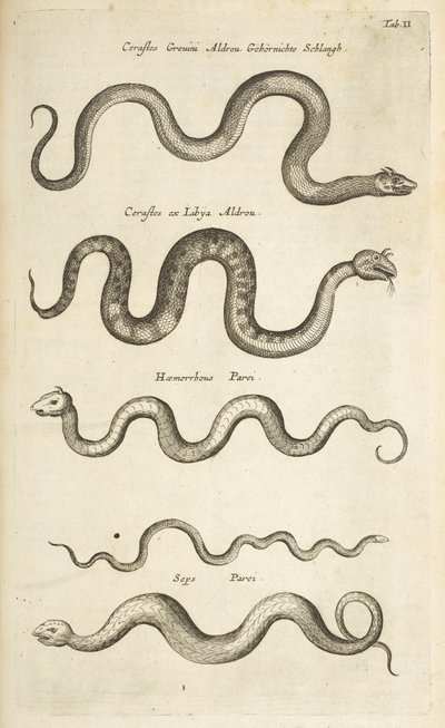 Tab II, ormar, illustration från "Fyrfotingars naturhistoria" av Mattaus the Younger Merian