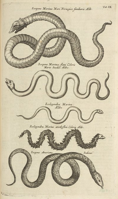 Tab IX, Sea Snakes, Illustration från "Natural history of quadrupeds" av Mattaus the Younger Merian