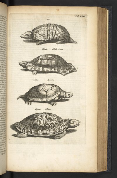 Tab 80, Sköldpaddor, Illustration från "Fyrfotingars naturhistoria" av Mattaus the Younger Merian