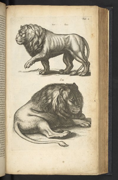 Tab L, Lions, illustration från "Natural history of quadrupeds" av Mattaus the Younger Merian