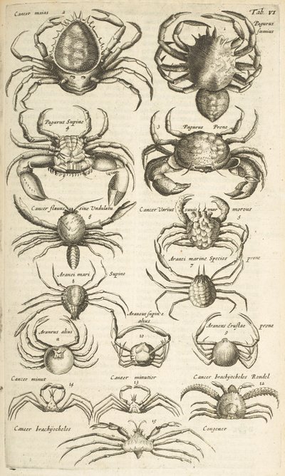 Tab VI, Krabbor, Illustration från av Mattaus the Younger Merian