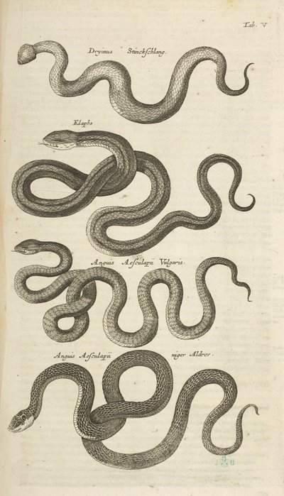 Tab V, ormar, illustration från "Fyrfotingars naturhistoria" av Mattaus the Younger Merian