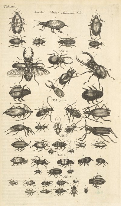 Tab XIII, skalbaggar, illustration från "Fyrfotingars naturhistoria" av Mattaus the Younger Merian