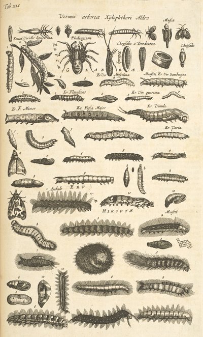 Tab XIX, Caterpillars, Illustration från "Natural history of quadrupeds" av Mattaus the Younger Merian