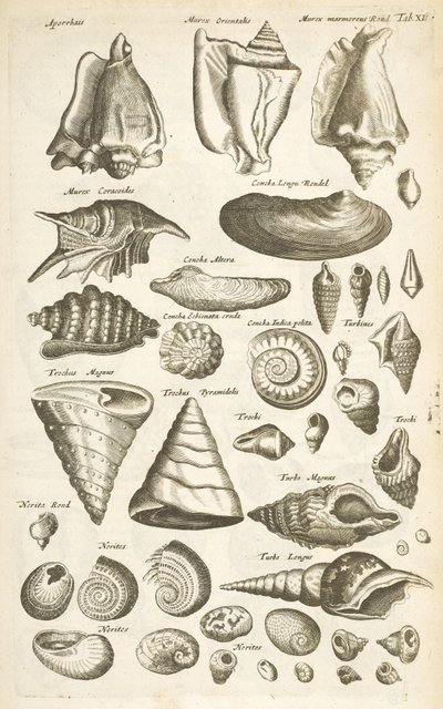 Tab XI, Olika skal, Illustration från "Fyrfotingarnas naturhistoria" av Mattaus the Younger Merian