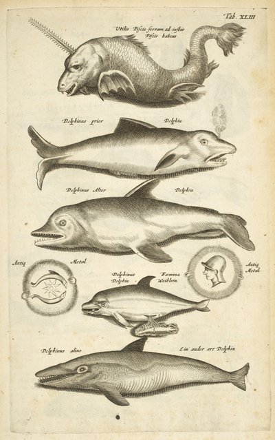Tab 43, Delfiner, Illustration från "Fyrfotingarnas naturhistoria" av Mattaus the Younger Merian