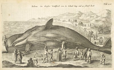 Tab XLII, Whale, Illustration från 